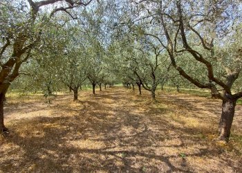 Foto 2 - Terreno agricolo via calcesana
 
-, San Giuliano Terme - foto 2