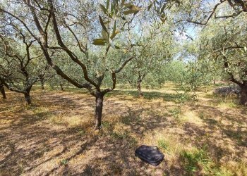 Foto 4 - Terreno agricolo via calcesana
 
-, San Giuliano Terme - foto 4