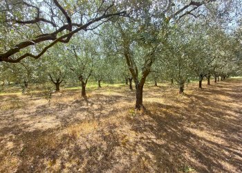 Foto 5 - Terreno agricolo via calcesana
 
-, San Giuliano Terme - foto 5