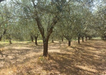 Foto 6 - Terreno agricolo via calcesana
 
-, San Giuliano Terme - foto 6