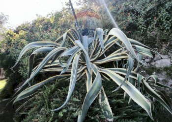 Independent house Regione Beusi, 40 
 Taggia, Taggia - photo 26