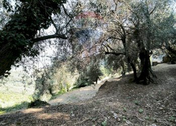 Independent house Regione Beusi, 40 
 Taggia, Taggia - photo 48