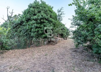 Foto 8 - Rustic Via Bellavista    C.da Miscariello
 
snc, Giarre - photo 8