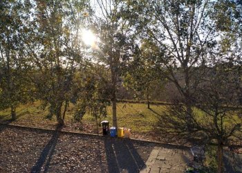 Giardino - Negozio via Valle Bassa, Novi di Modena - foto 11