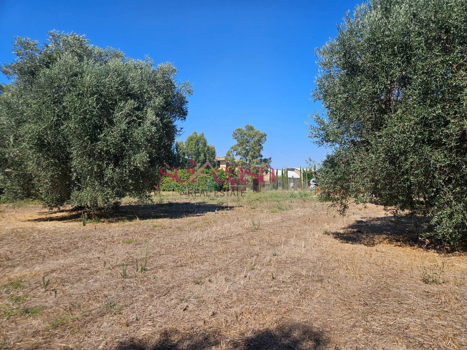 Foto 2 - Terreno agricolo Grosseto - foto 2