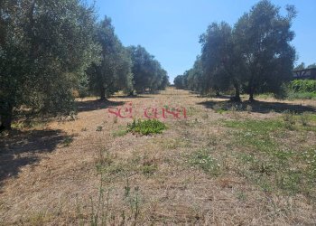 Foto 1 - Terreno agricolo Grosseto - foto 1