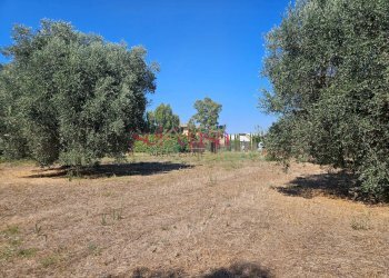 Foto 2 - Terreno agricolo Grosseto - foto 2