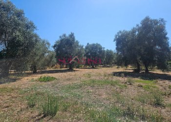 Foto 3 - Terreno agricolo Grosseto - foto 3