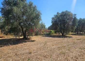 Foto 4 - Terreno agricolo Grosseto - foto 4