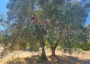 Foto 6 - Terreno agricolo Grosseto - foto 6