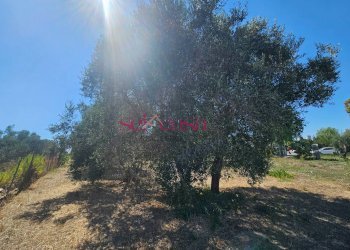 Foto 7 - Terreno agricolo Grosseto - foto 7