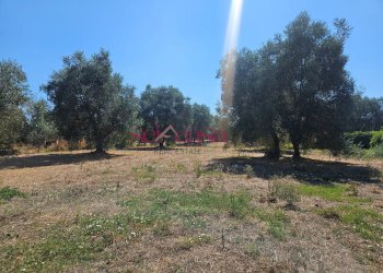 Foto 8 - Terreno agricolo Grosseto - foto 8