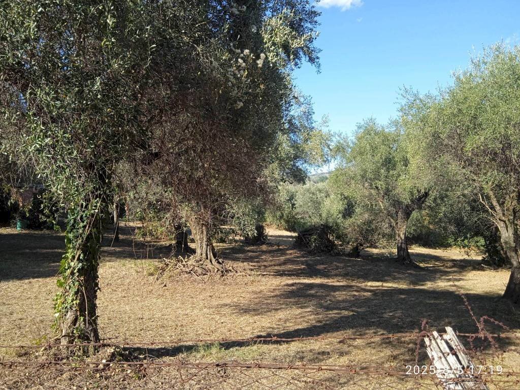 Terreno - Terreno edificabile via 1 Maggio, Montelibretti - foto 1