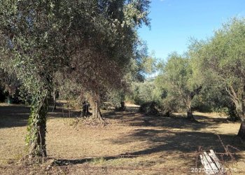 Terreno - Terreno edificabile via 1 Maggio, Montelibretti - foto 1