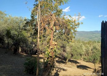 Vista - Terreno edificabile via 1 Maggio, Montelibretti - foto 2