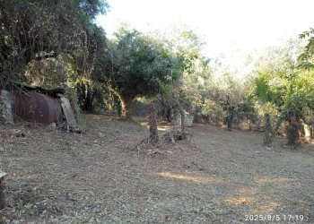 Terreno - Terreno edificabile via 1 Maggio, Montelibretti - foto 4