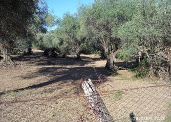 Terreno - Terreno edificabile via 1 Maggio, Montelibretti - foto 6