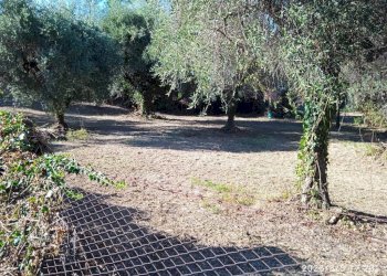 Terreno - Terreno edificabile via 1 Maggio, Montelibretti - foto 7