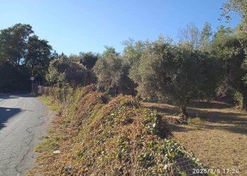 Terreno - Terreno edificabile via 1 Maggio, Montelibretti - foto 8