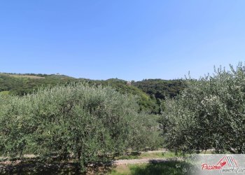 Foto 5 - Terreno agricolo Strada Del Borago, Verona - foto 5