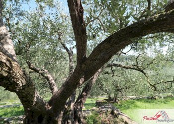 Foto 8 - Terreno agricolo Strada Del Borago, Verona - foto 8