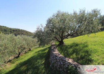 Foto 13 - Terreno agricolo Strada Del Borago, Verona - foto 13