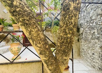 Giardino - Independent house VIA G. FONTANA
 
7, Erice - photo 74