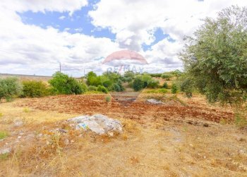 Giardino - Villa Contrada Pentimi
 
275, Locorotondo - foto 45