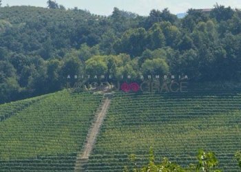 Terreno - Rustico Località Sant'Anna, 56, Monforte d'Alba - foto 25