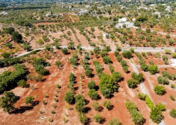 Foto 23 - Villa Contrada Scarciglia
 
236, Monopoli - foto 23