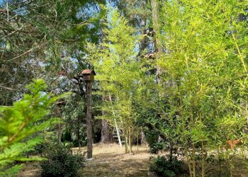 Giardino - Villa Via Giotto 8, Agrate Conturbia - foto 34