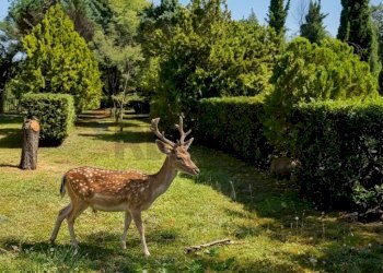 Giardino - Villa Via Giotto 8, Agrate Conturbia - foto 36