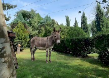 Giardino - Villa Via Giotto 8, Agrate Conturbia - foto 38