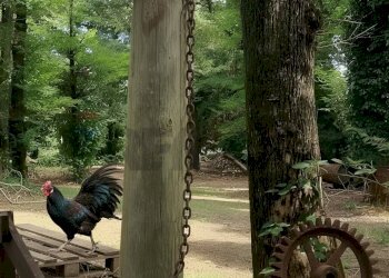 Giardino - Villa Via Giotto 8, Agrate Conturbia - foto 40