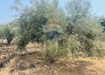 Giardino - Villa Pozzo Cassero - Sp 28
 
snc, Modica - foto 33