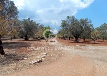 Foto 51 - Baita Contrada Sardella
 
snc, San Michele Salentino - foto 51