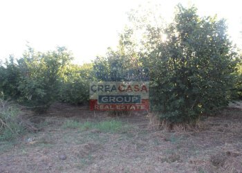 Foto 7 - Terreno agricolo Contrada Gaeto, Castiglione di Sicilia - foto 7