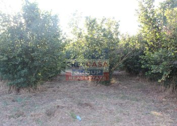 Foto 8 - Terreno agricolo Contrada Gaeto, Castiglione di Sicilia - foto 8