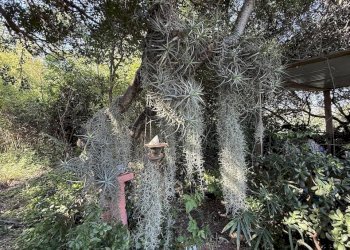 Foto 16 - Rustic Stazzo La Casedda
 
92, Aglientu - photo 16