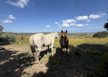 Foto 35 - Rustic Stazzo La Casedda
 
92, Aglientu - photo 35