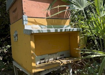 Foto 37 - Rustic Stazzo La Casedda
 
92, Aglientu - photo 37