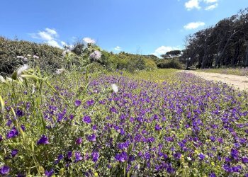 Foto 61 - Rustic Stazzo La Casedda
 
92, Aglientu - photo 61