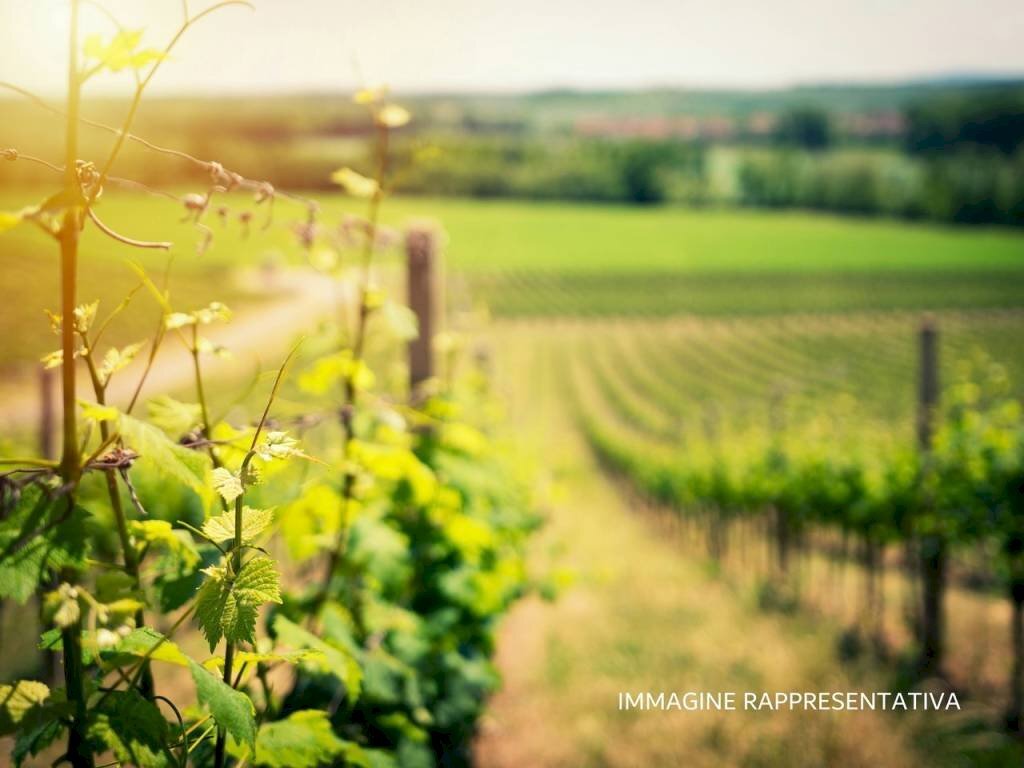 Terreno - Terreno agricolo via Aie del Borgo, Verucchio - foto 1