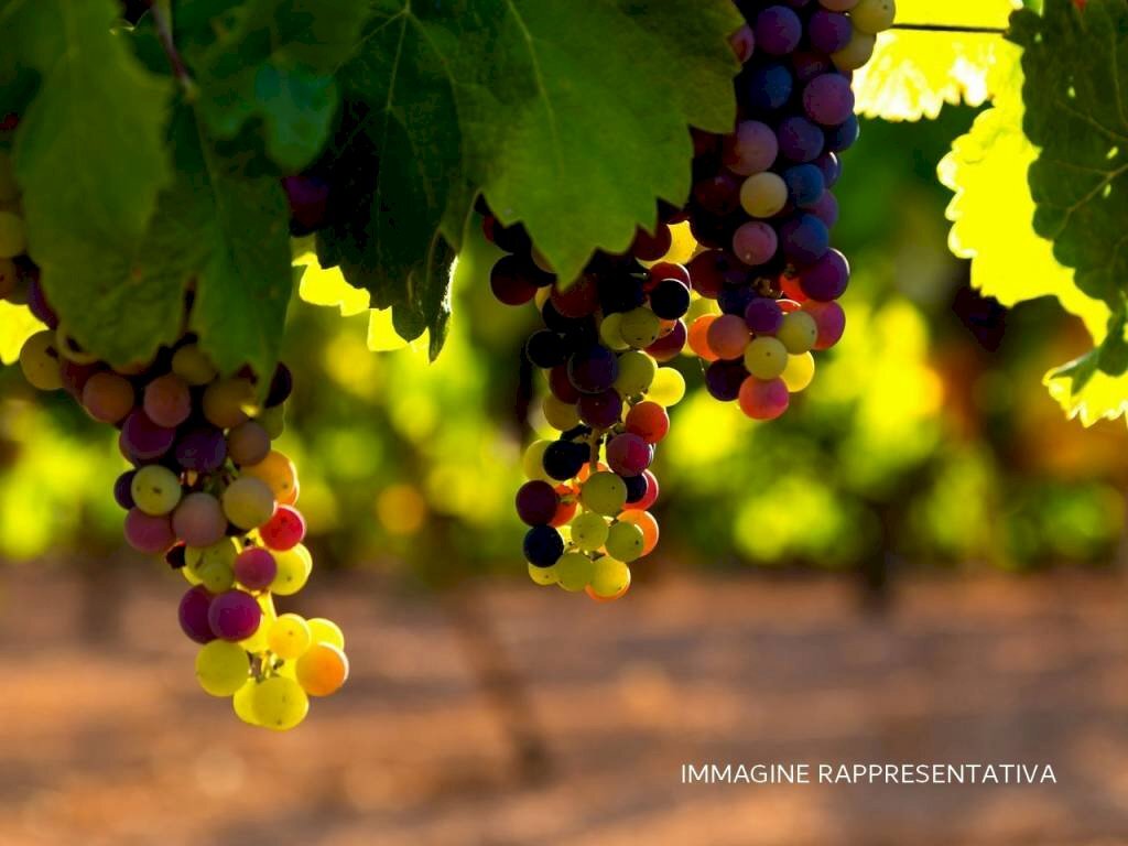 Terreno - Terreno agricolo via Aie del Borgo, Verucchio - foto 2