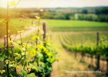 Terreno - Terreno agricolo via Aie del Borgo, Verucchio - foto 1
