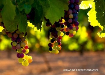 Terreno - Terreno agricolo via Aie del Borgo, Verucchio - foto 2