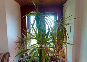 Foto 19 - Casa indipendente Via Balza Fiorita, Camaiore - foto 19