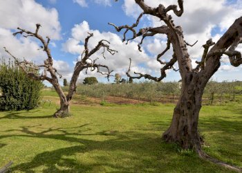 Foto 5 - Villa Carpignano Salentino - foto 5