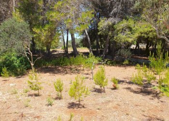 Foto 22 - Villa Castrignano del Capo - foto 22