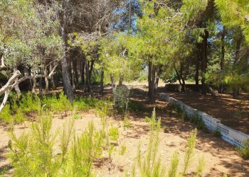 Foto 23 - Villa Castrignano del Capo - foto 23